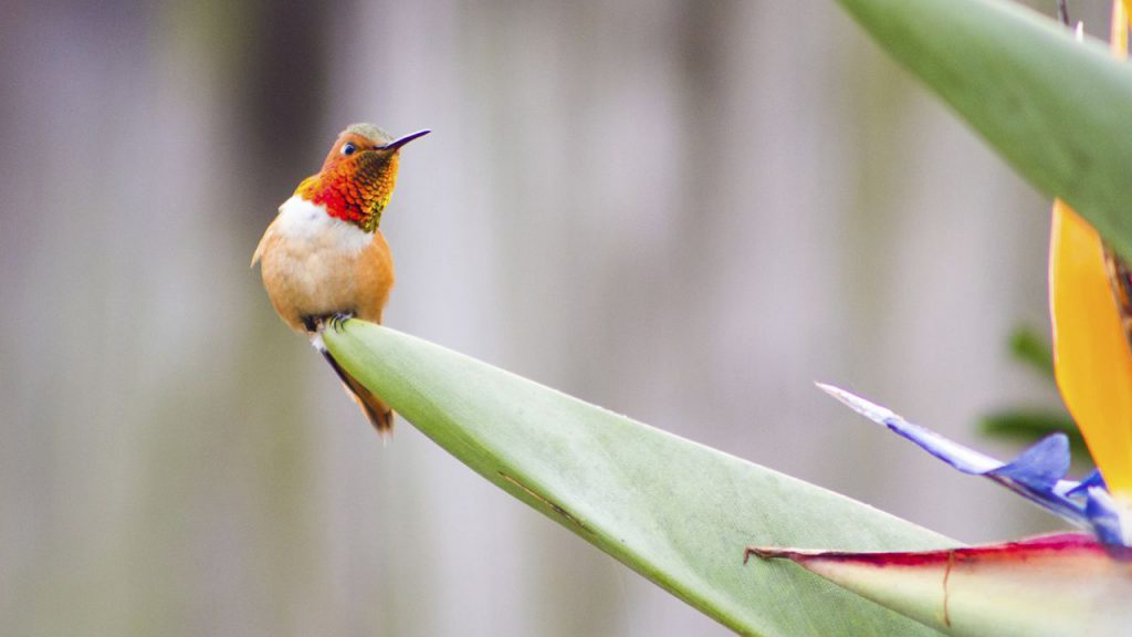 hummingbird plants