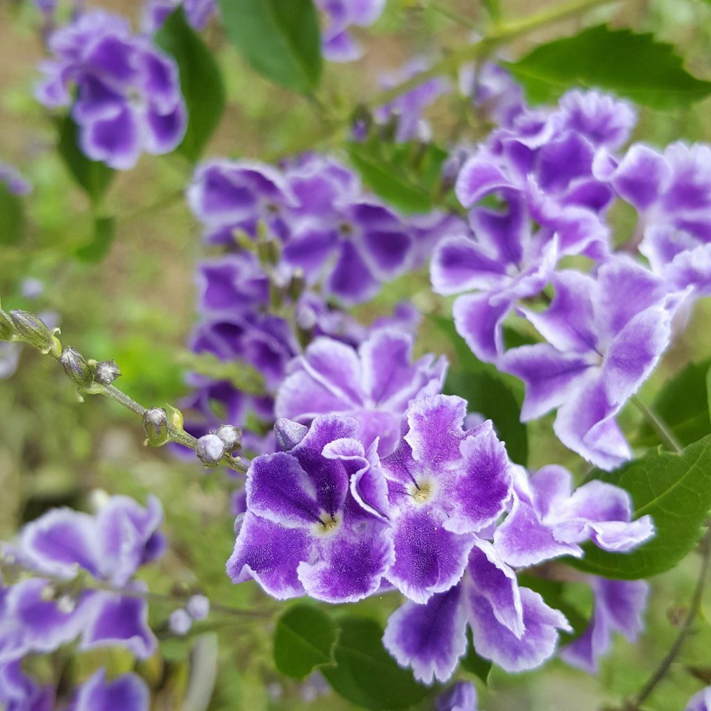 plants for bees and hummingbirds