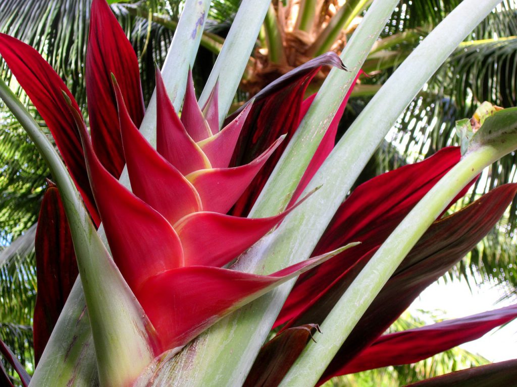 plants that attract butterflies and hummingbirds