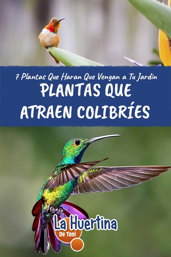 flowers that attract hummingbirds