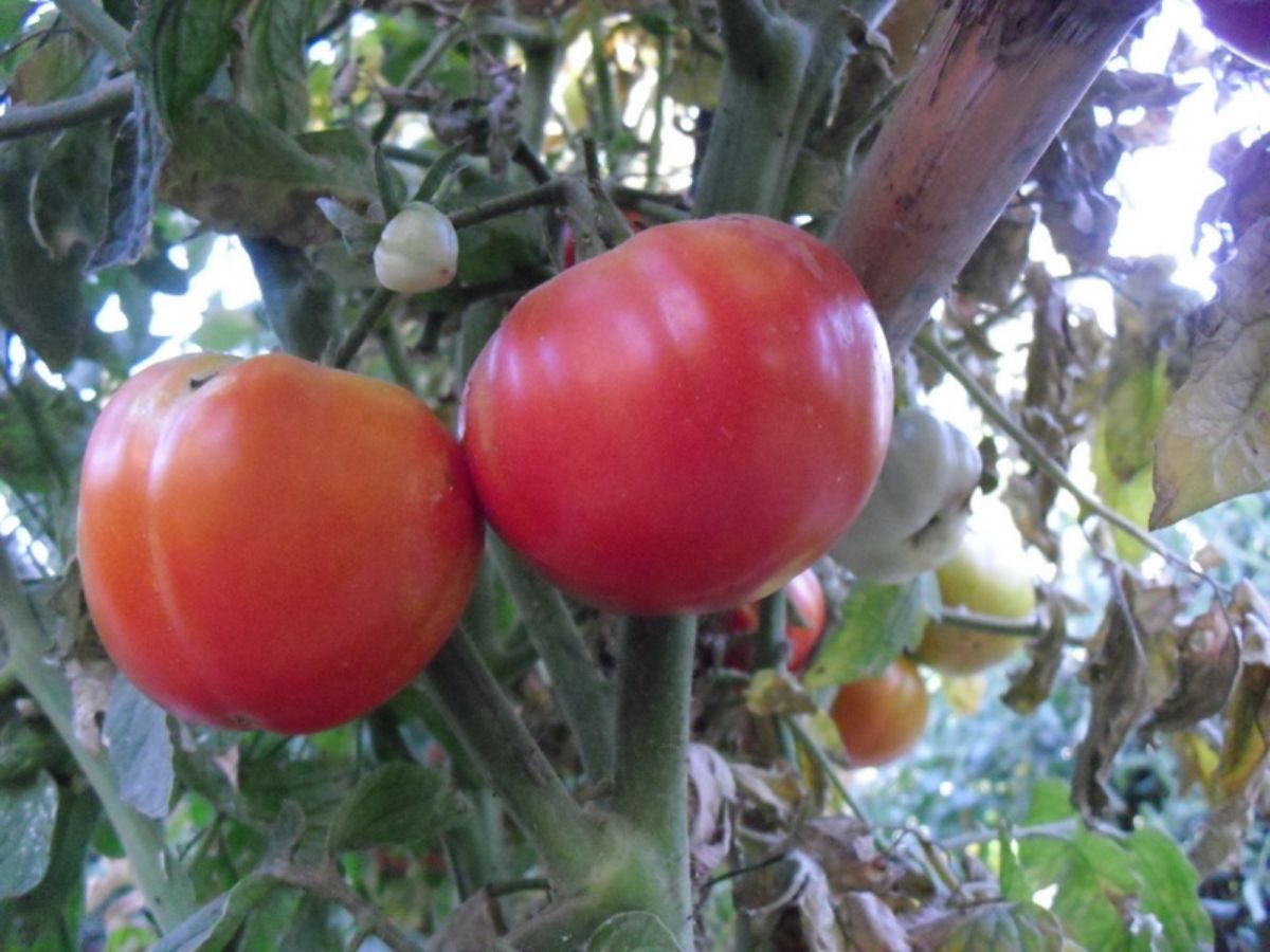 tomato plant in the garden Fuente_El huerto de Lopez