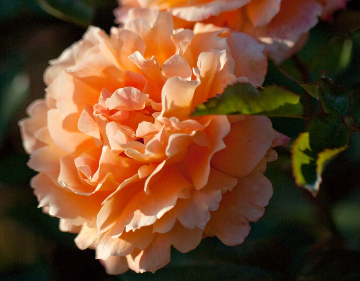 bushy peach petals