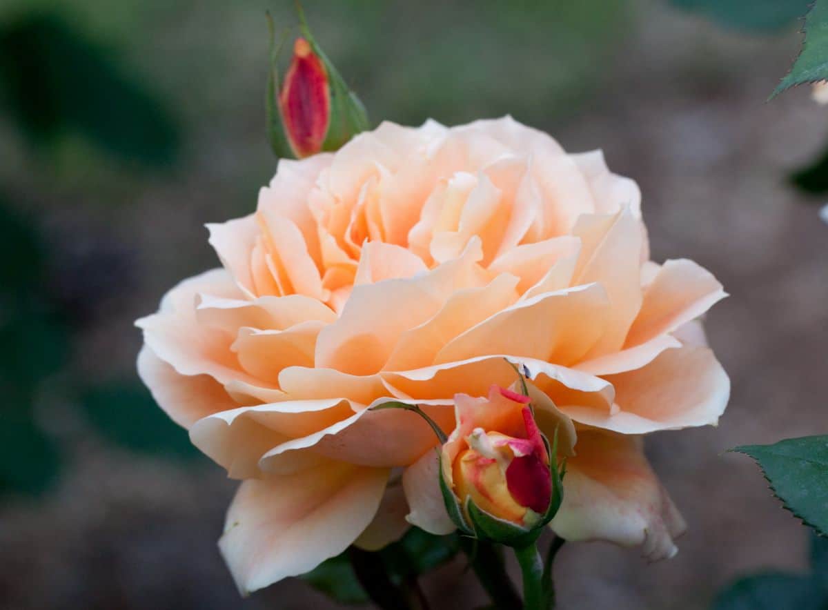 peach colors