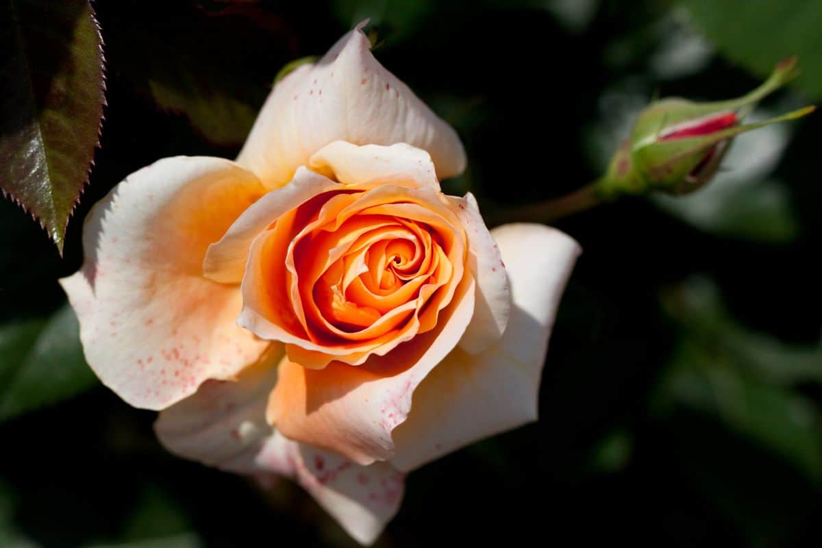 Petal details