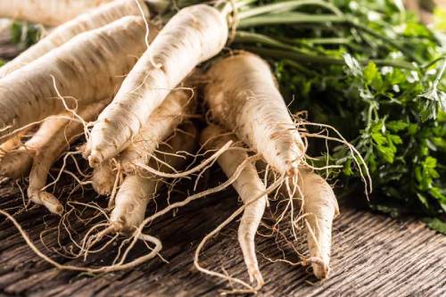 parsnip plant
