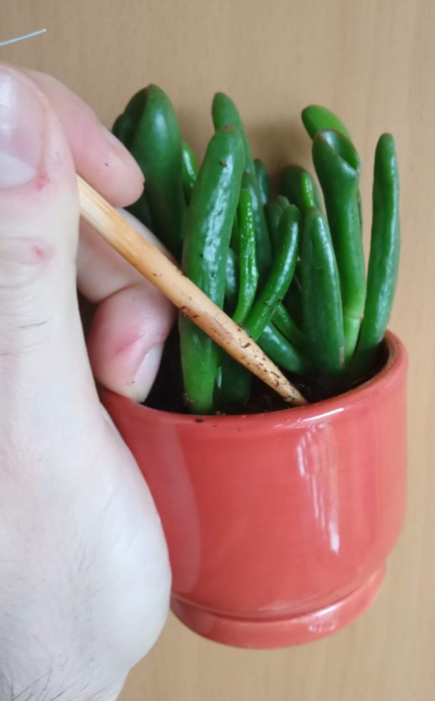 Use a wooden skewer to check if the soil is dry.