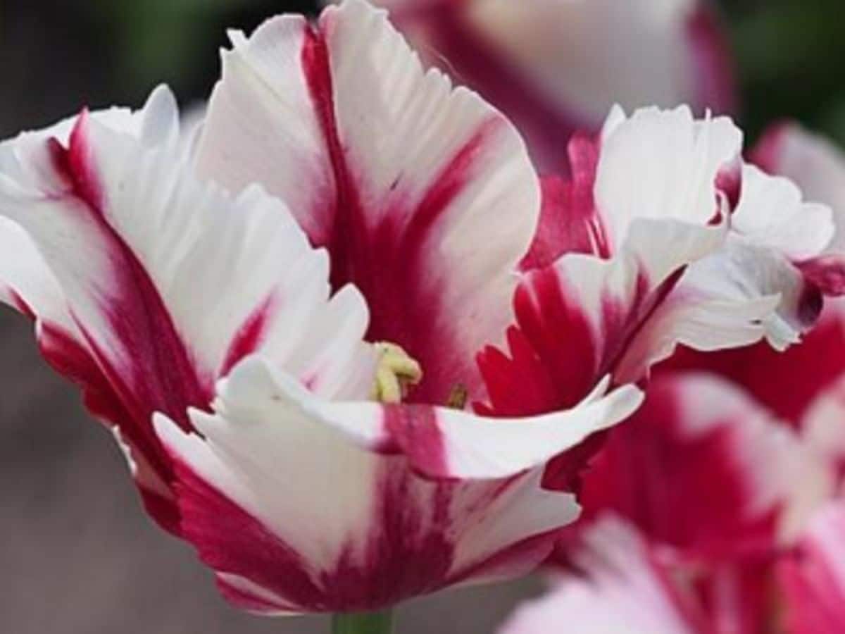 Detail of Petals Source_Green Ecology