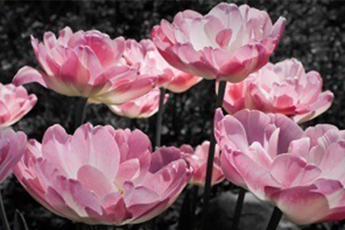 Tulips Source_alltulipanes