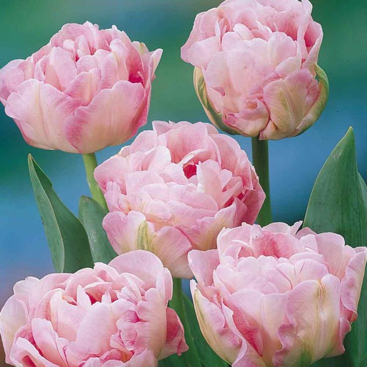 angelic tulip Source_Pinterest