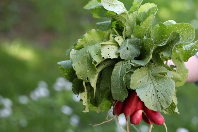 22 insidious radish pests and diseases