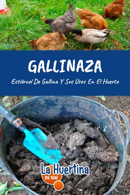 chicken manure