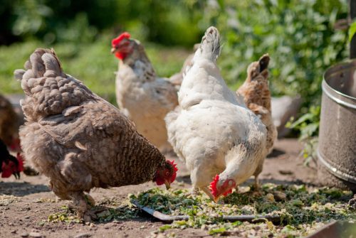 chicken manure