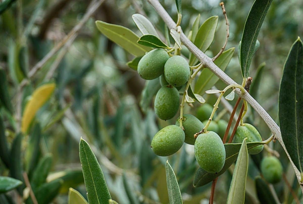 olives