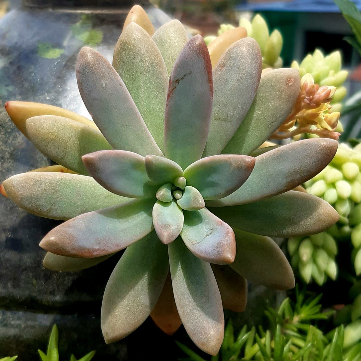succulent plant