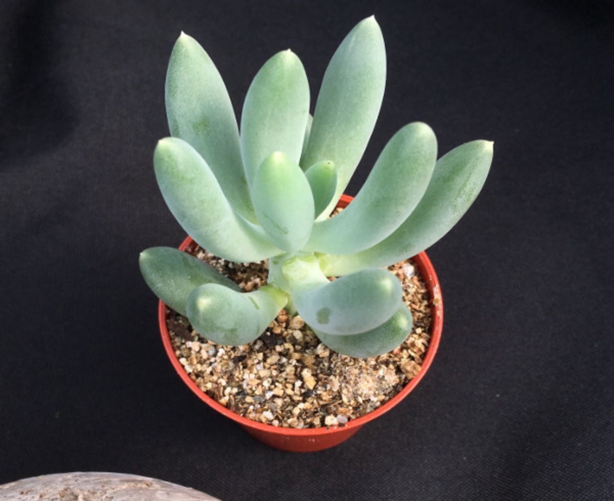How to Propagate This Succulent Source_ Surreal Succulents