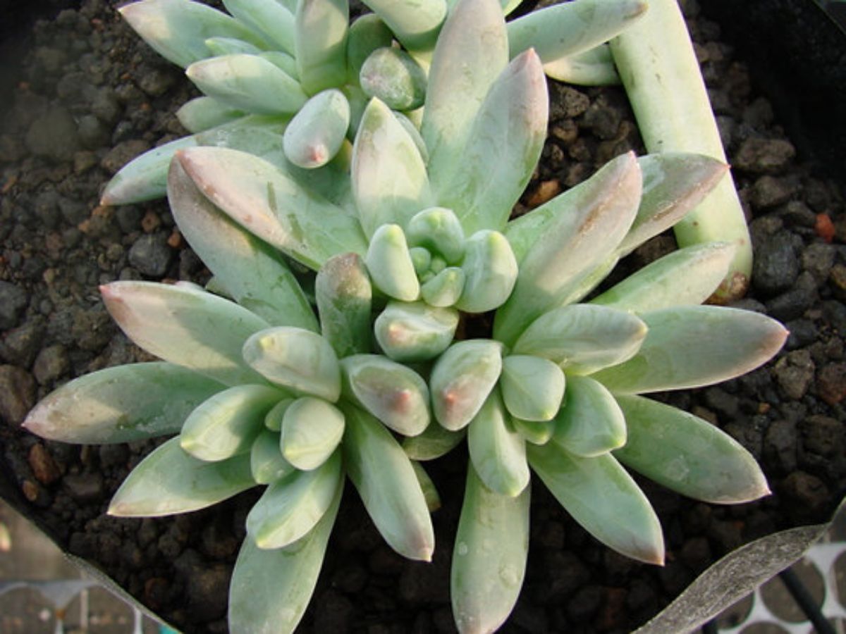 Succulent Echeveria Source_Sharkar Farm