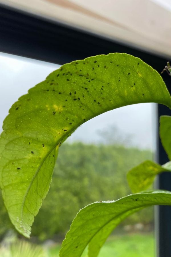 Aphids on lemon trees create black spots when they secrete honeydew, which promotes the growth of sooty mold.