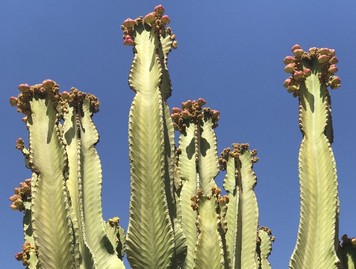 Cactus