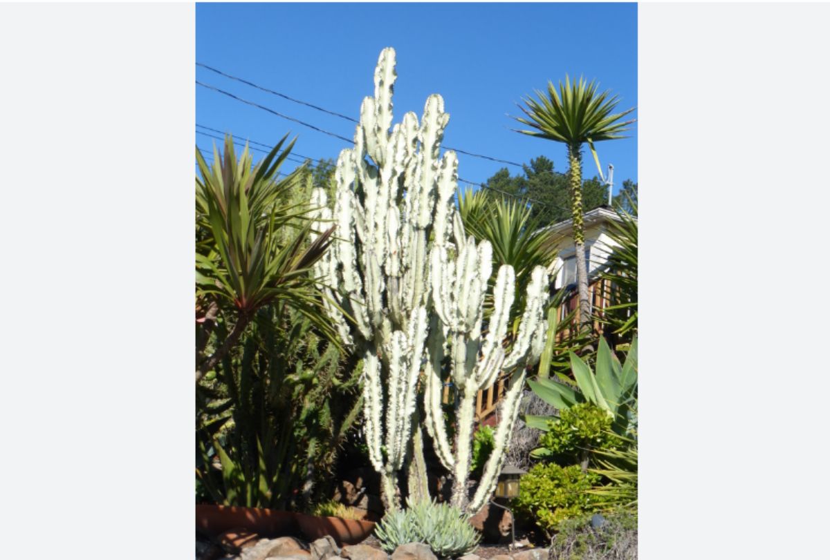 ammak cactus Source_CalPhotos