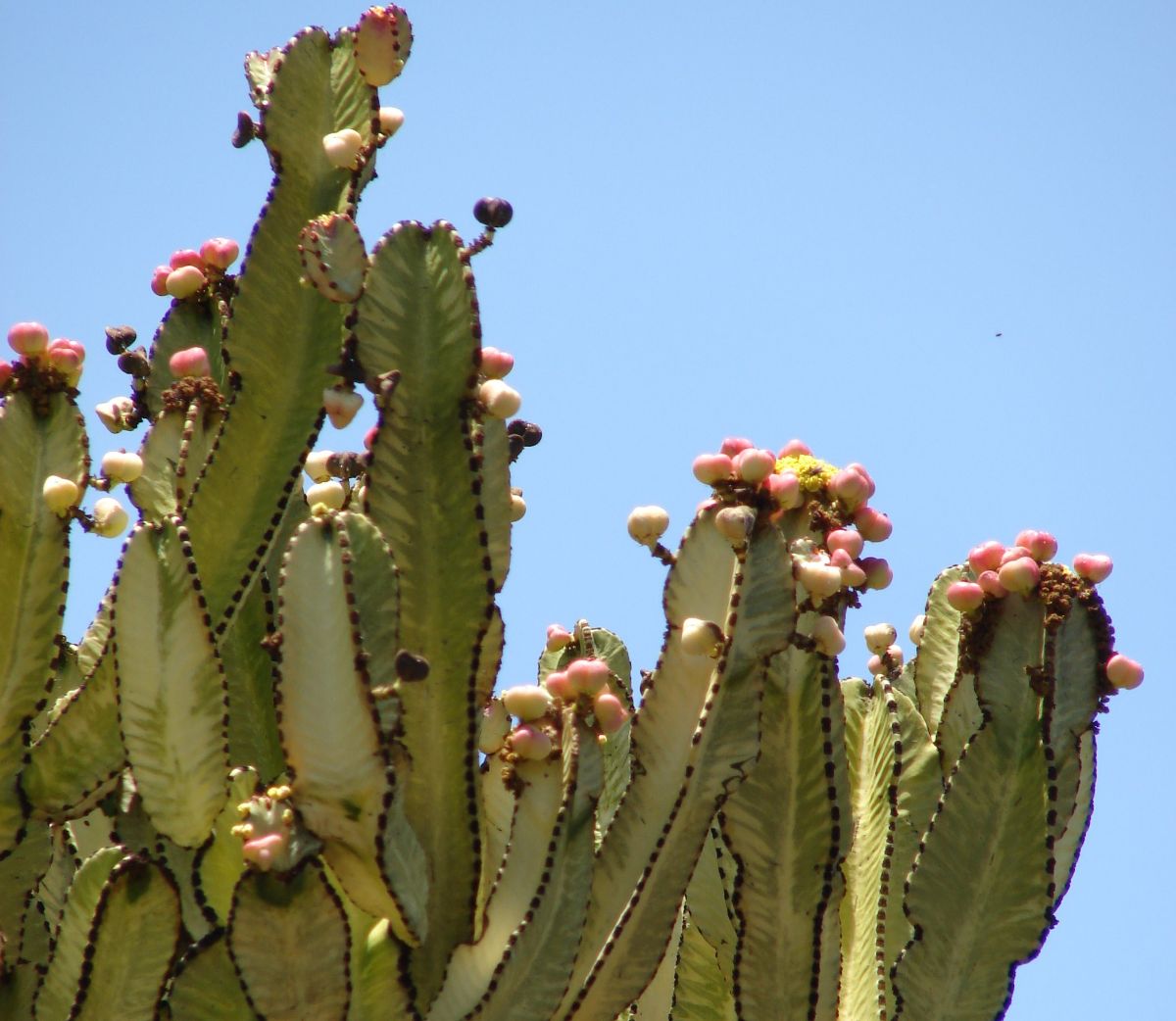 Euphorbia_ammak-flowers