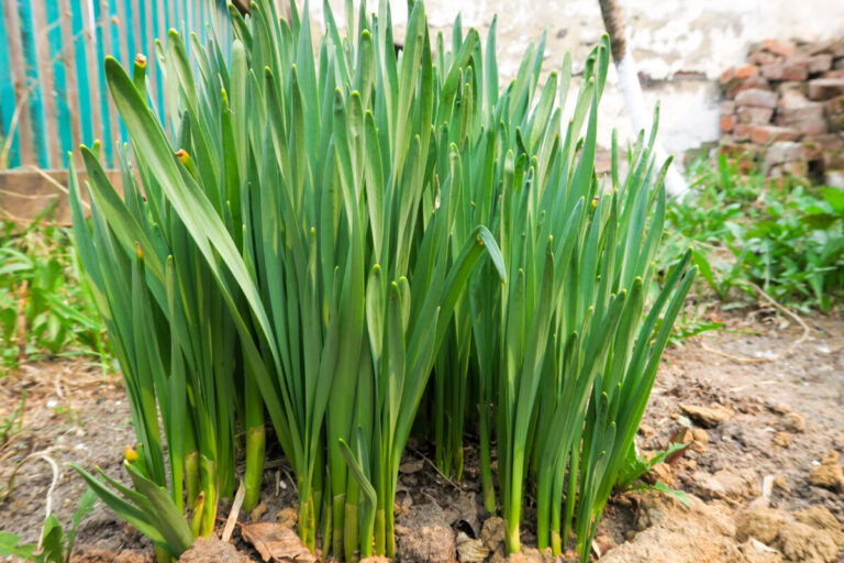 Narcisos ciegos: 7 razones por las que los narcisos no florecen