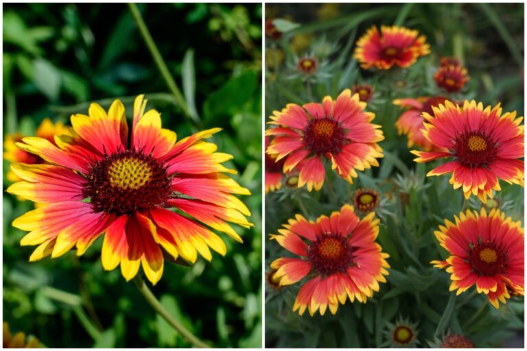 7 reasons to grow blanket flower (Gaillardia) - The perennial that blooms all summer long - ISPUZZLE
