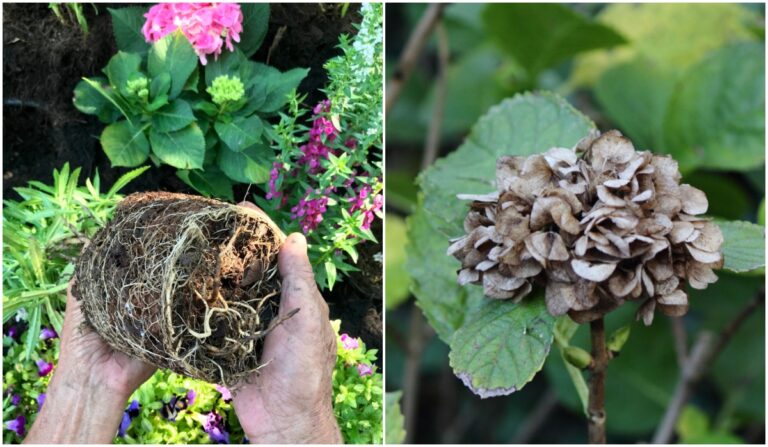 9 errores de las hortensias que dañan gravemente a tus plantas