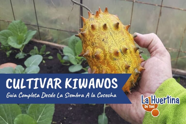 pepino africano