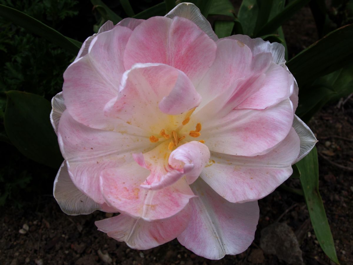 angelica tulip