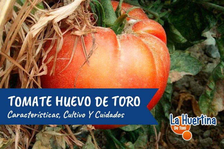 huevo de toro