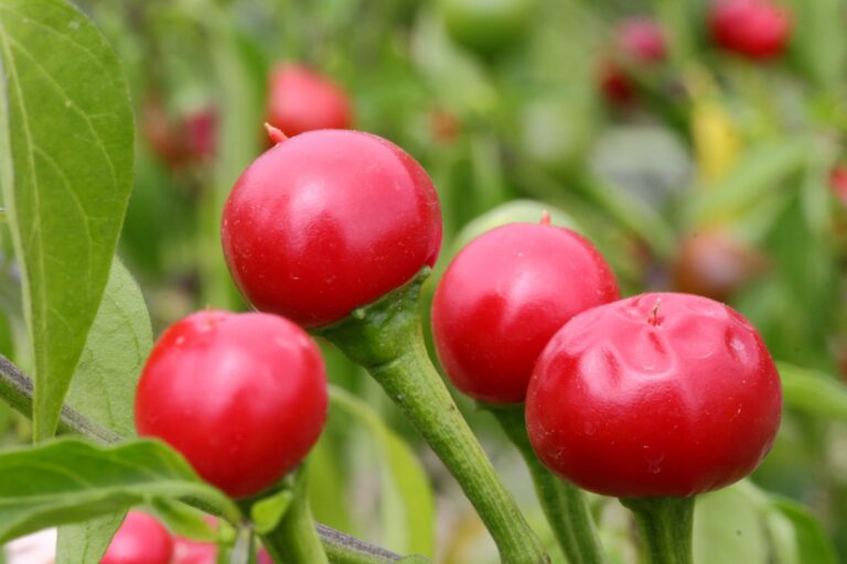 Cherry bomb