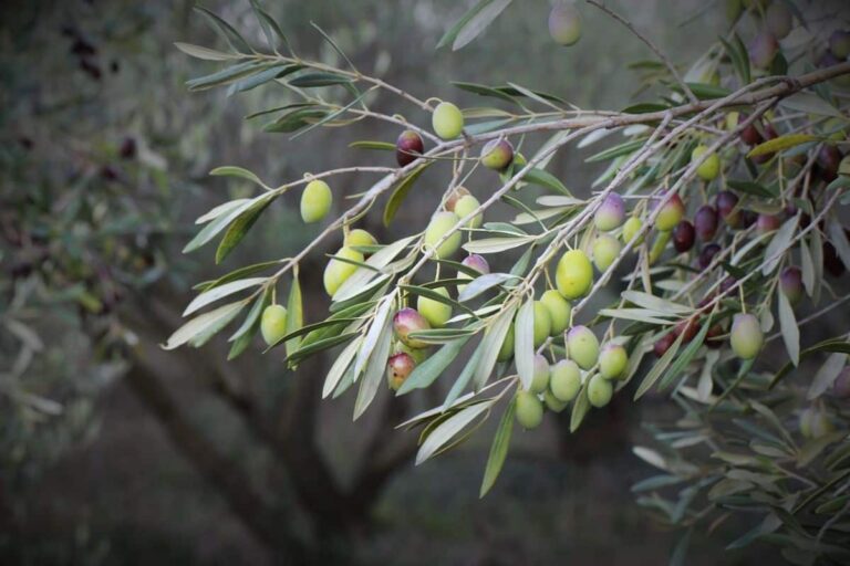 Cobre para olivos