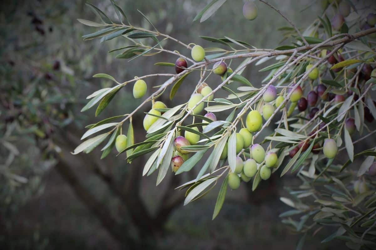 copper for olive trees