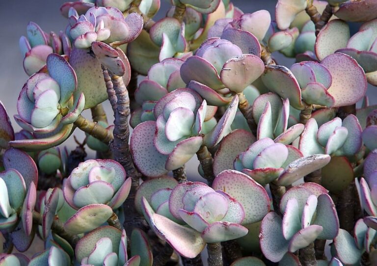 Crassula arborescens
