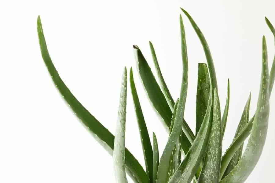 The leaves of the aloe vera plant bend for various reasons.