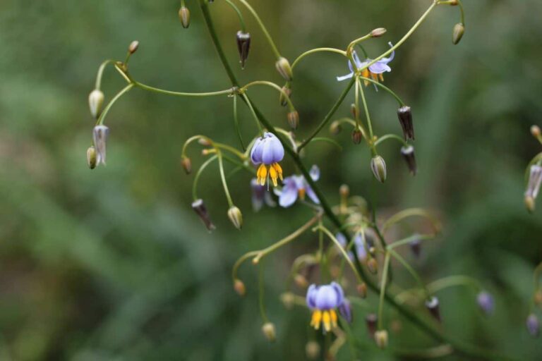 Dianella