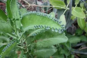 flowers mother of thousands