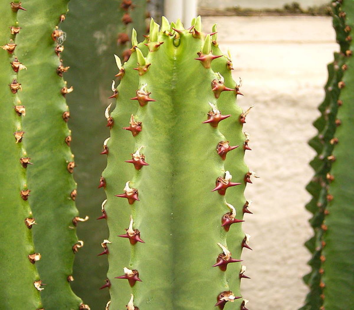 Spurge ammak