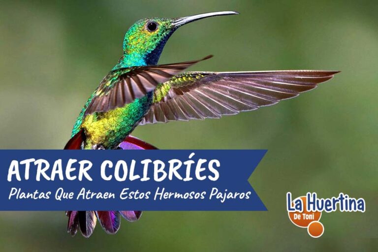 flores para atraer colibríes