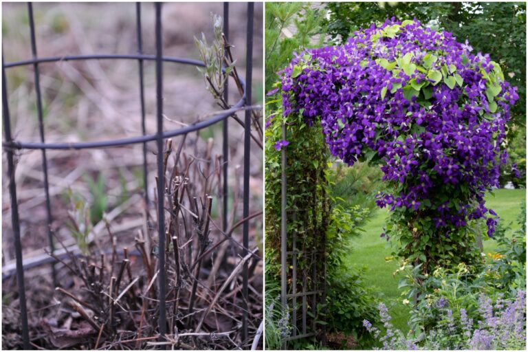How and when to prune clematis (and how a traffic light makes pruning easier) - ISPUZZLE