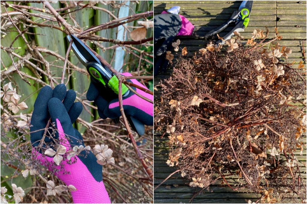 How and when to top off and prune your climbing hydrangea