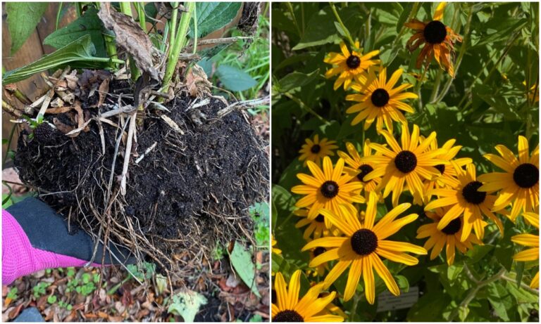 Cómo dividir y trasplantar Susan de ojos negros (Rudbeckia).
