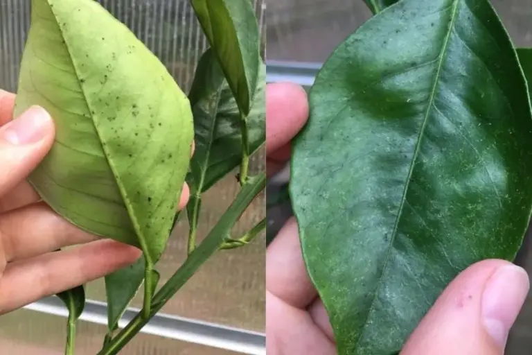 How to Get Rid of Black Spots on Lemon Tree Leaves - ISPUZZLE