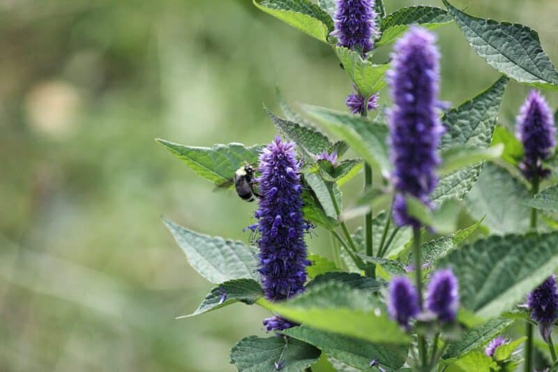 Bee on blue Agastache foeniculum 