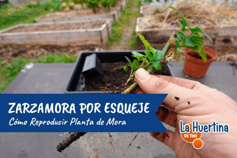Zarzamora Por Esqueje