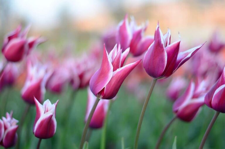 Tulip&aacute;n China Pink