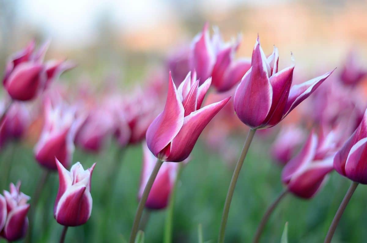 Chinese pink tulip