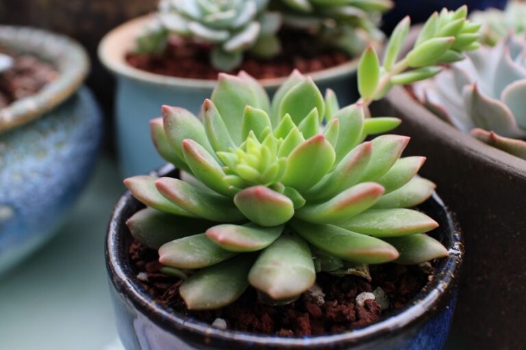 Pachyphytum hookeri