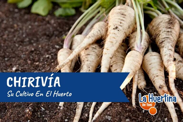 chirivia