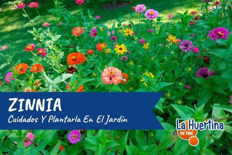 Plant care and planting in the garden